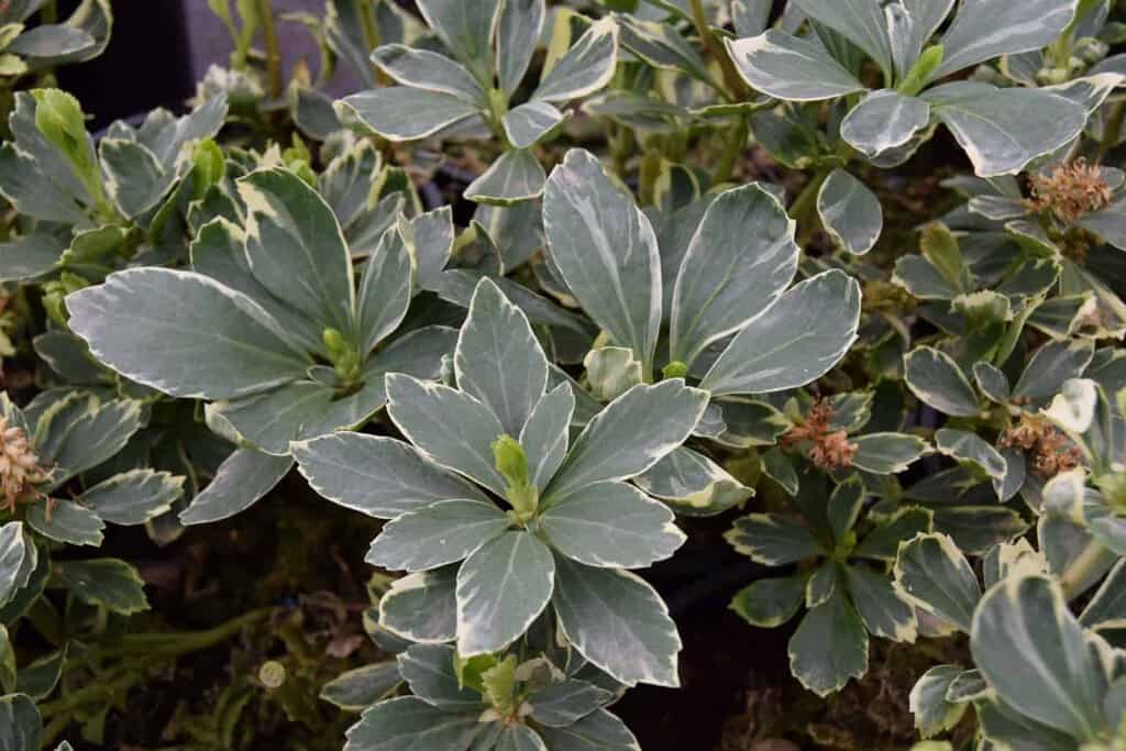 Pachysandra terminalis 'Variegata' ---